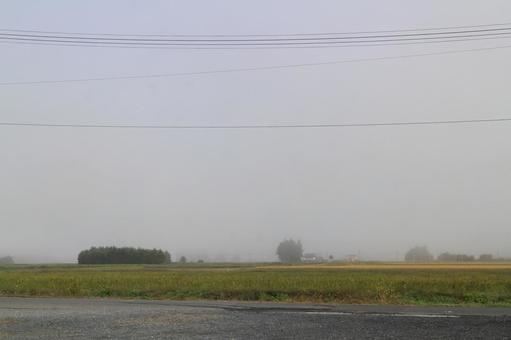 霧深い朝　その３ 風景,草,土の写真素材