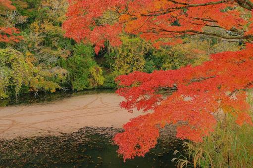 養老渓谷 小湊鐵道,養老渓谷,紅葉の写真素材