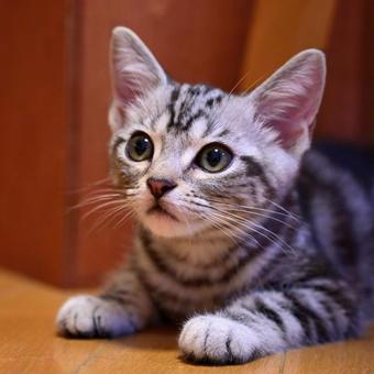 ボク 頑張る!な子猫 ボク 頑張る!な子猫 子猫,kitten,ネコの写真素材