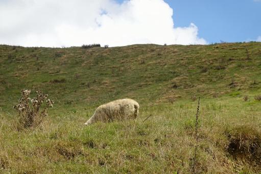 ニュージーランド ニュージーランド,海外,海外旅行の写真素材