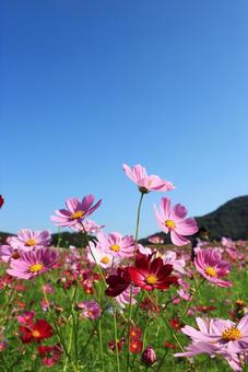 コスモス畑 コスモス畑 コスモス,こすもす,こすもす畑の写真素材