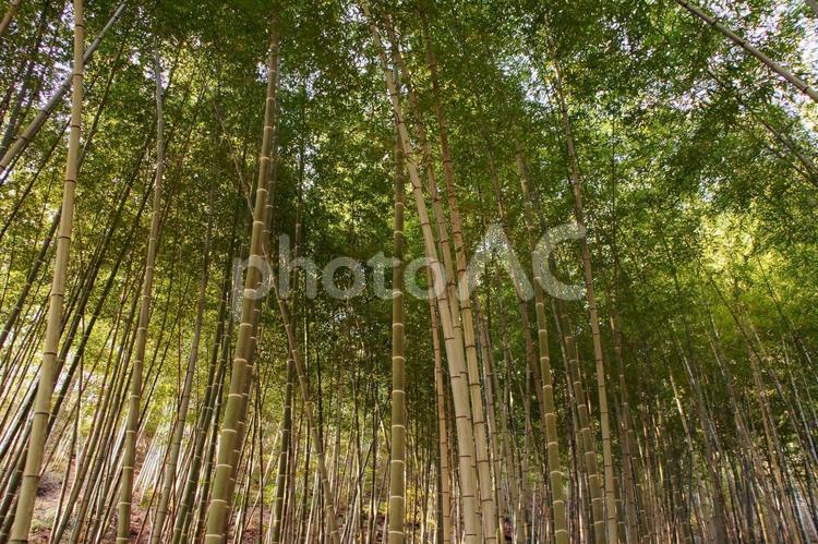 竹林と木洩れ日 竹林,竹,緑の写真素材