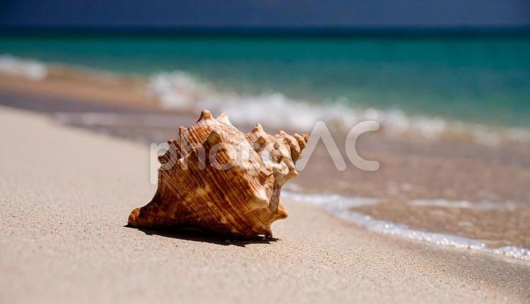 美しい海辺の砂浜の巻貝 海,波,海辺の写真素材