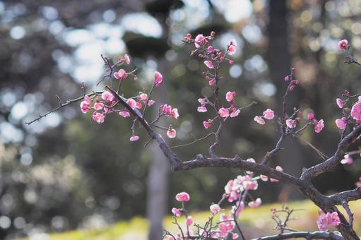 梅林 梅林の写真