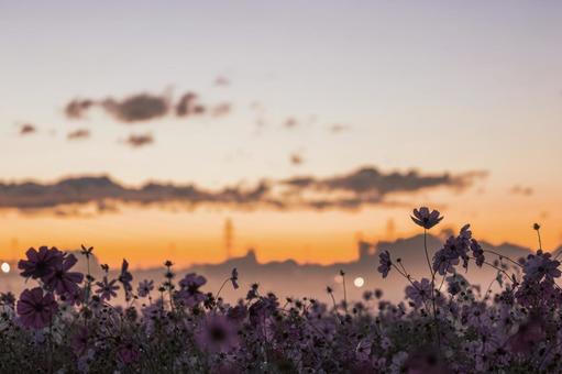朝焼けと霧のコスモス畑 朝焼けと霧のコスモス畑 コスモス畑,ゴールデンアワー,秋の写真素材