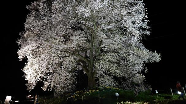 桜ライトアップ3 桜ライトアップ3の写真