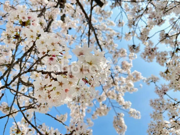 桜を見上げる 桜,青空,春の写真素材