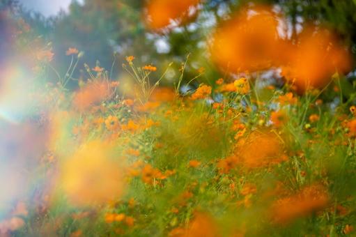 東京都 昭和記念公園に咲くコスモス 東京都 昭和記念公園に咲くコスモス 植物,花,コスモス畑の写真素材