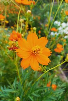 キバナコスモスの花 キバナコスモス,花,秋桜の写真素材