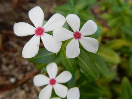 【花の写真】ニチニチソウ(日々草) 【花の写真】ニチニチソウ(日々草)の写真