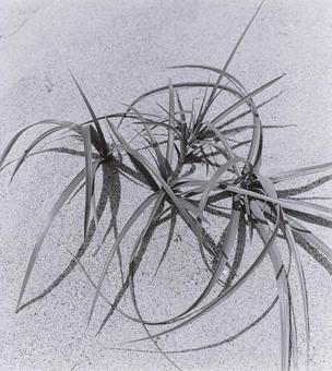 砂と草 砂浜,草,素材の写真素材
