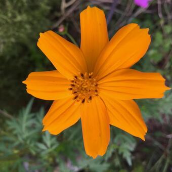 オレンジ色の花 オレンジ色の花の写真