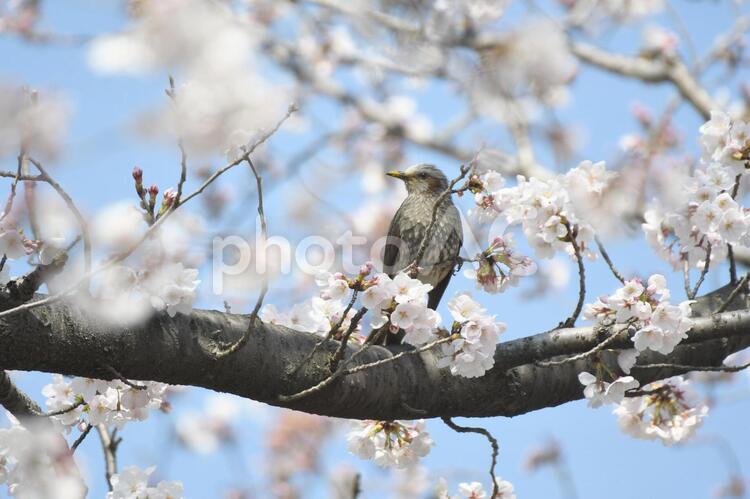 桜とムクドリ ムクドリ,バードウォッチング,鳥の写真素材