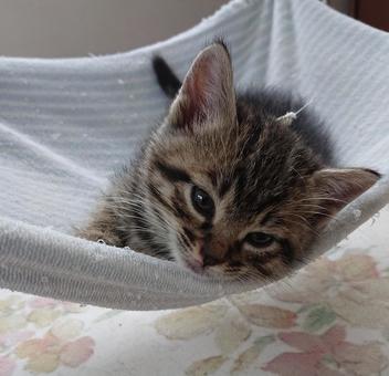 おねむの子猫 おねむの子猫の写真