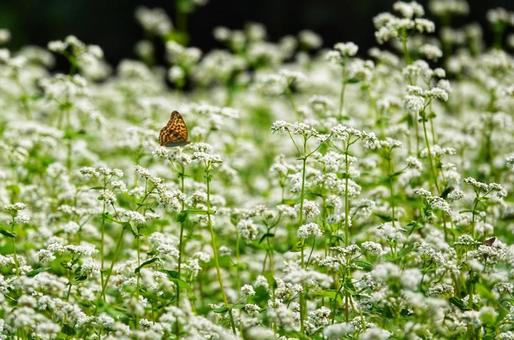そばの花に誘われて 花,植物,そばの花の写真素材