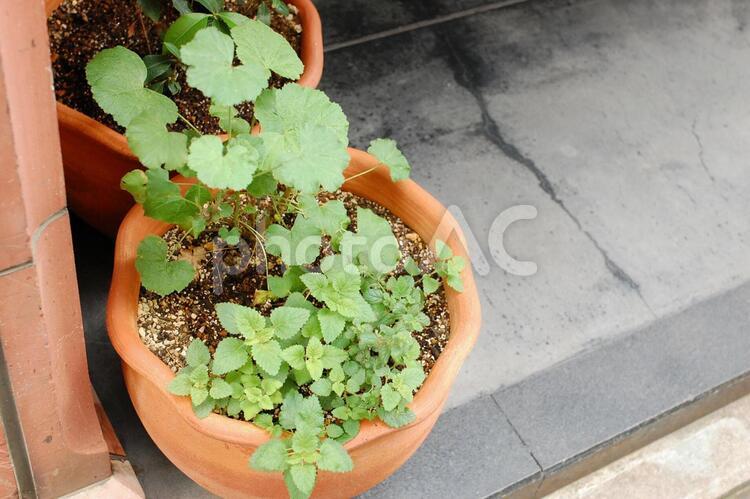 鉢植えの緑 鉢植え,緑,グリーンの写真素材