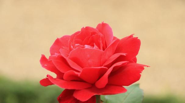 河津バカテル公園　秋バラ 薔薇,秋,花の写真素材