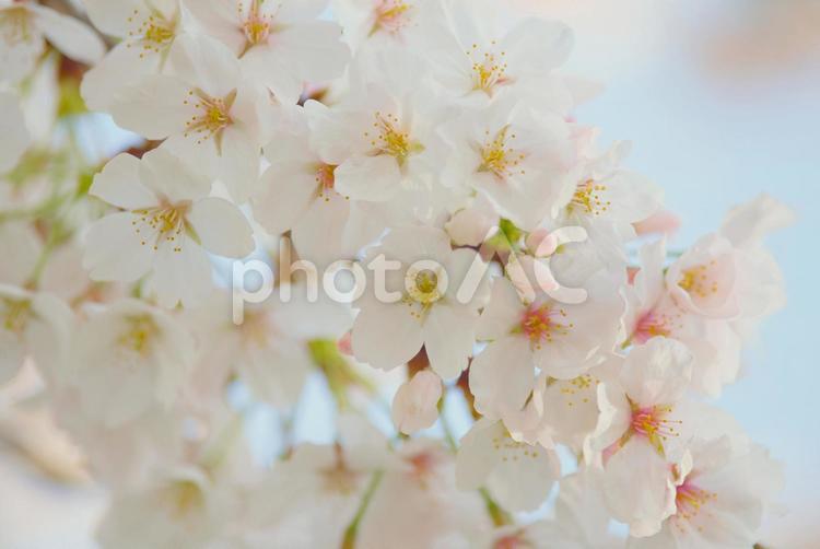 桜の花　ソメイヨシノ ソメイヨシノ,桜,さくらの写真素材