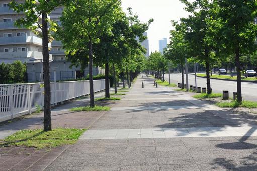 初夏の散歩道 初夏の散歩道 散歩道,自然,植物の写真素材