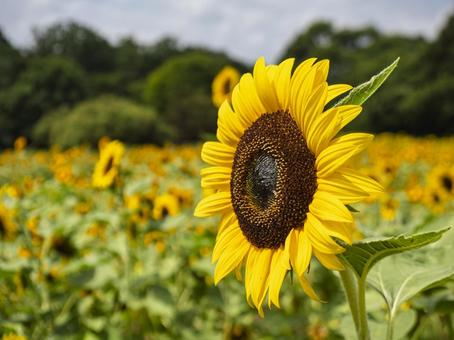 夏の主役はやっぱりひまわり 夏の主役はやっぱりひまわりの写真