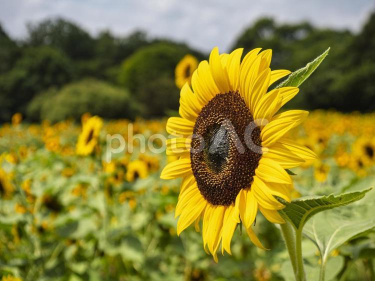 夏の主役はやっぱりひまわり ひまわり,黄色,花の写真素材