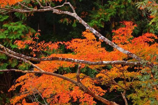 Autumn colors, JPG Autumn colors, autumn leaves, yellow leaves, red, JPG