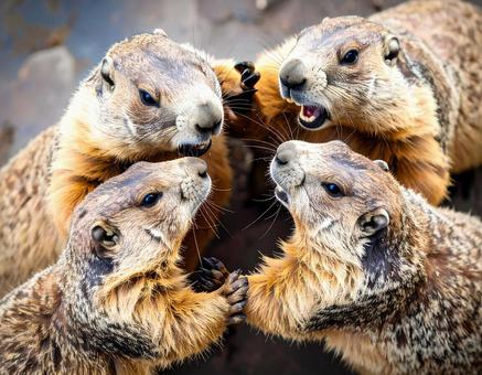 喧嘩して威嚇しあうマーモット 喧嘩して威嚇しあうマーモットの写真