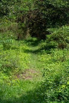 森の奥へ誘う緑の小道 自然,森,林の写真素材