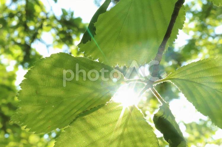 葉っぱから太陽の日差しがもれている写真 葉,太陽,木の写真素材