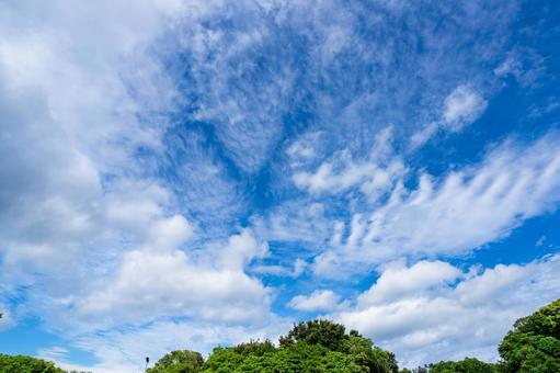 新緑と空と雲 新緑と空と雲の写真