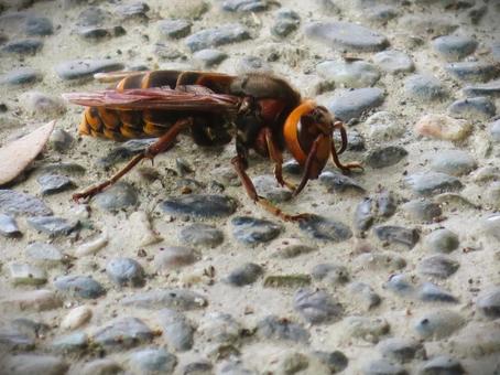 Giant hornet, JPG Giant hornet, JPG