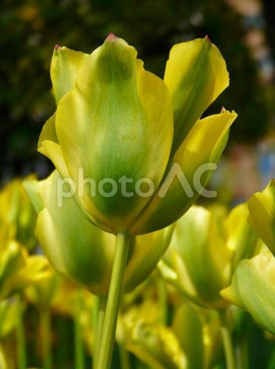 これ一番好きだった 花,植物,チューリップの写真素材