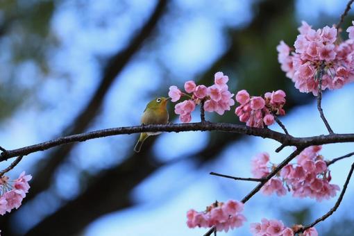 小鳥と桜 小鳥と桜の写真