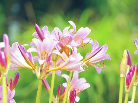 ナツズイセン2-3 ナツズイセン2-3の写真