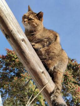 Cat on a log 1, JPG Cat on a log 1, JPG