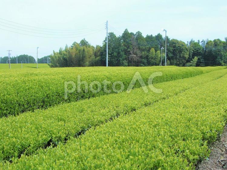 新茶の茶畑 新茶,八十八夜,新芽の写真素材