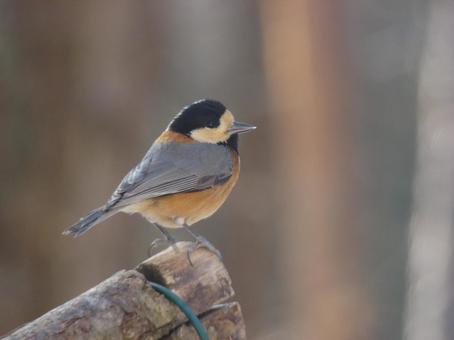 ヤマガラ03 ヤマガラ,山雀,野鳥の写真素材
