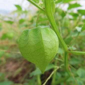 ヒロハフウリンホオズキ（広葉風鈴鬼灯）の写真