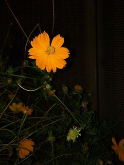 キバナコスモス キバナコスモスの写真