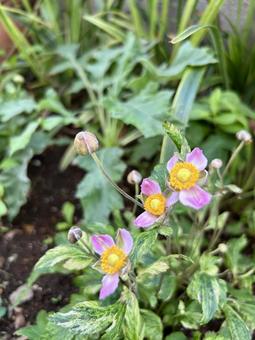 秋の庭に咲くピンクの秋明菊 秋の庭に咲くピンクの秋明菊 秋明菊,ピンク,秋の写真素材
