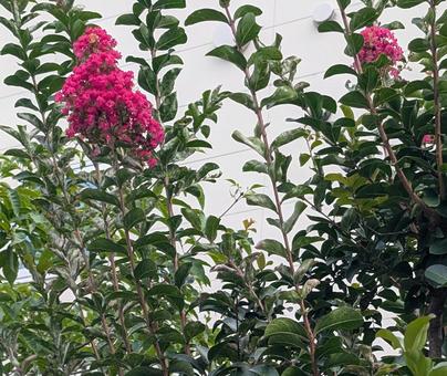 Crape myrtle, JPG Crape myrtle, JPG