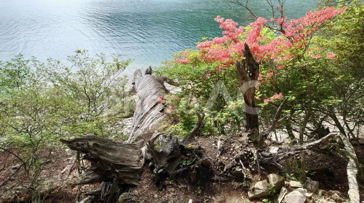 日光　中禅寺湖　つつじ ツツジ,つつじ,ヤマツツジの写真素材