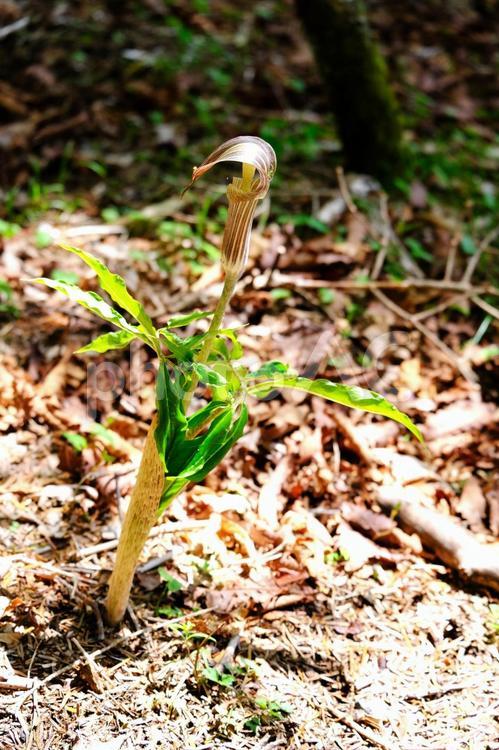 山に生えるマムシグサ マムシグサ,まむしぐさ,マムシの写真素材