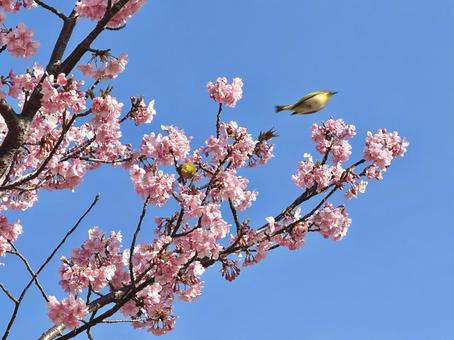 桜と空 桜と空 桜,自然,風景の写真素材