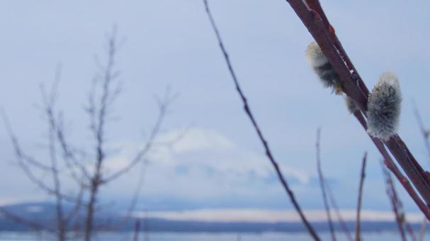 ネコヤナギと富士山 ネコヤナギ,富士山,初冬の写真素材