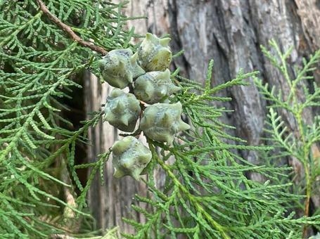 ヒノキ 球果 雌花 未熟 緑色 ヒノキ 球果 雌花 未熟 緑色 ヒノキ,球果,雌花の写真素材