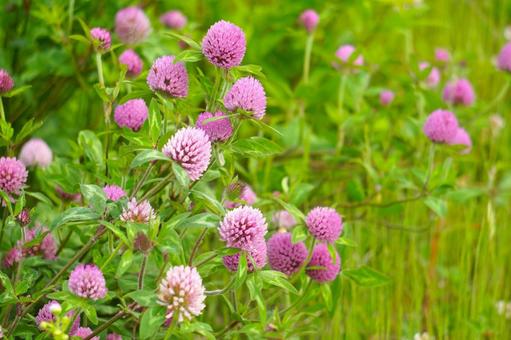 アカツメグサ アカツメグサ,里山,自然の写真素材