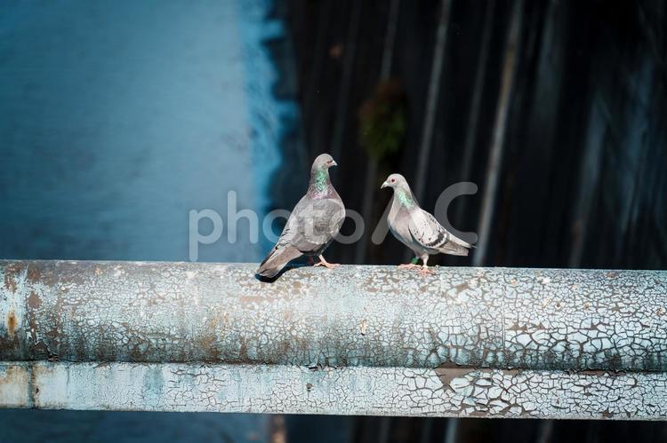 2羽のハト 鳩,ハト,川の写真素材