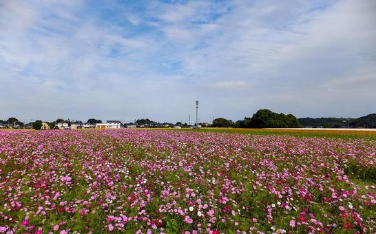 コスモス園 コスモス園の写真