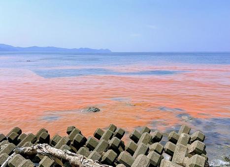 日本海の赤潮 日本海,赤潮,赤い海の写真素材